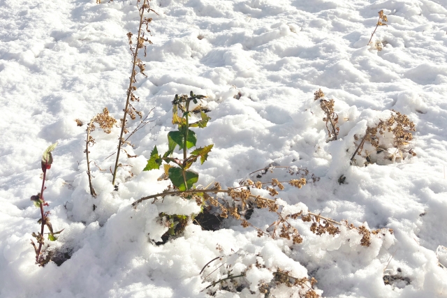 水道が凍結している可能性がある状態とは？